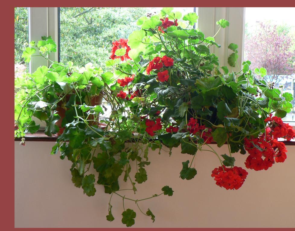 Annabella Lodge B&B Mallow Zewnętrze zdjęcie